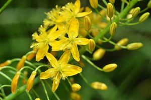 Bulbine Natalensis Herb